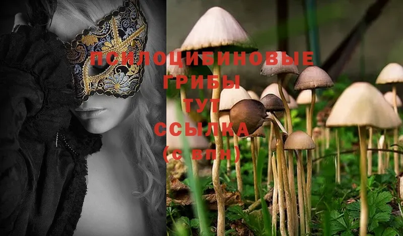 Галлюциногенные грибы Magic Shrooms  Коряжма 